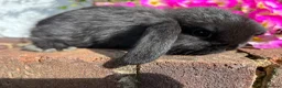 Mini Lop rabbits for sale: 6 mini lop babies RTL 10th September - Advert 3