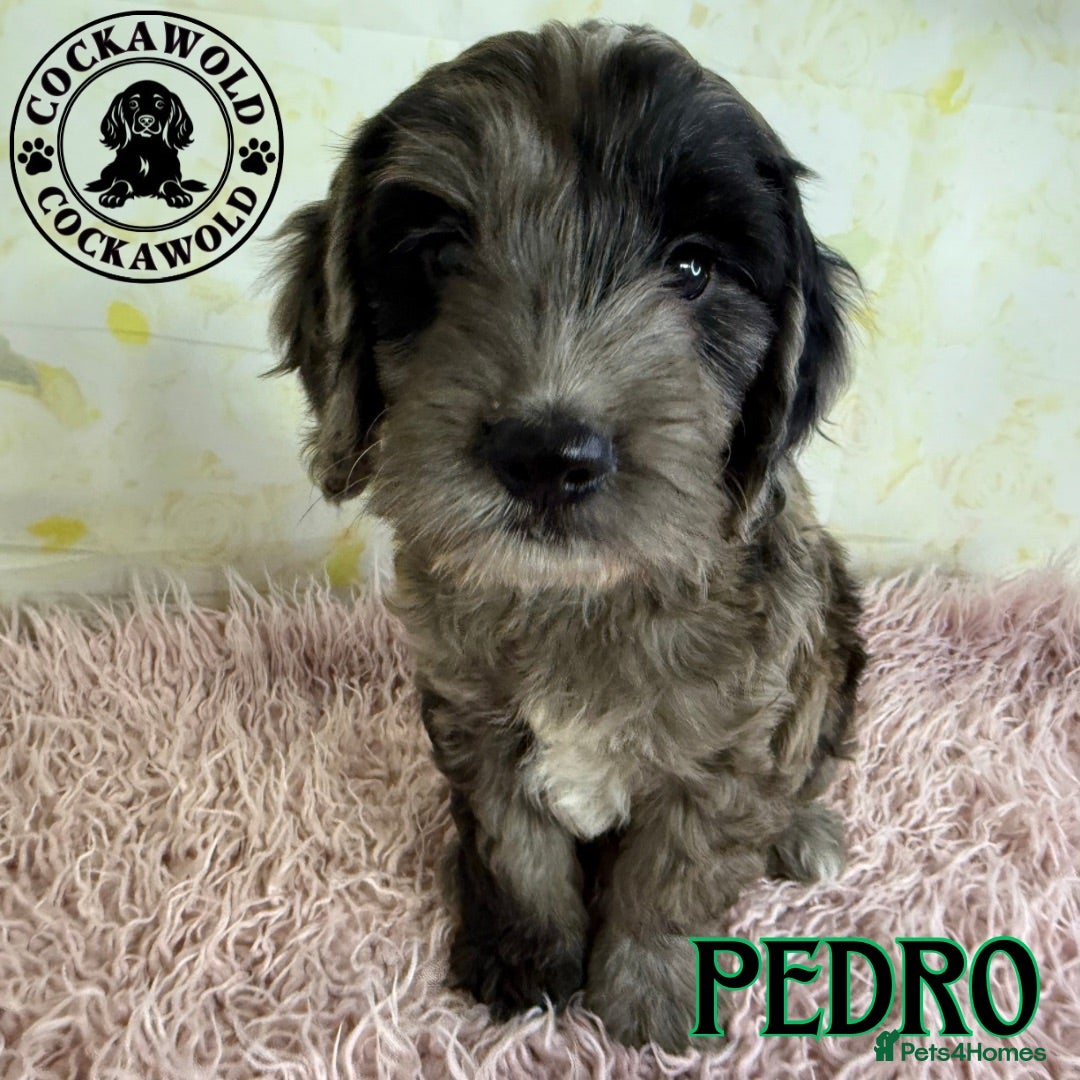 Cockapoo dogs 💖 Exceptional F1 Cockapoo Puppies 💖  - Advert 2