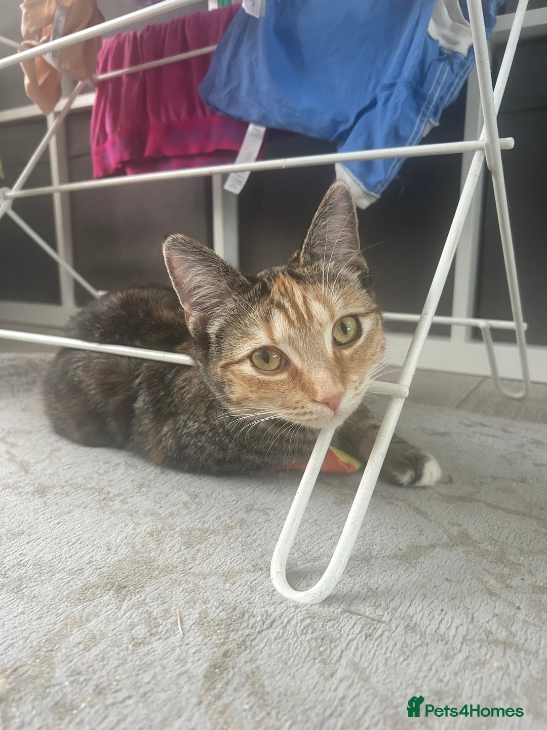 Mixed Breed cats for sale: Two females soCute 🥰  - Advert 12