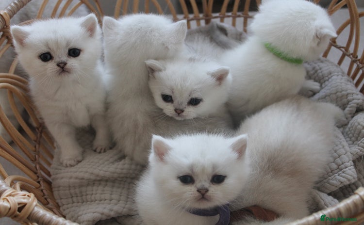 Scottish Fold cats - Advert 16