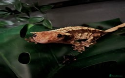 Gecko reptiles for sale: Female crested gecko for sale  - Image 1