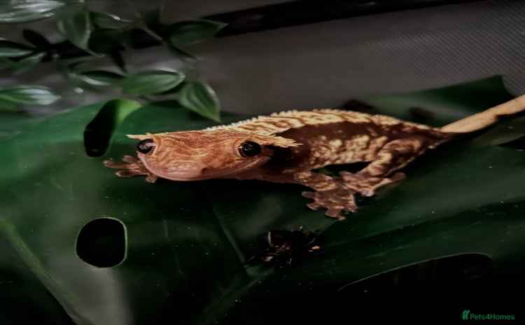 Gecko reptiles - Advert 1