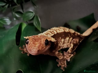 Gecko reptiles - Advert 7