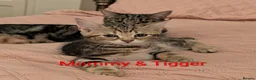 Domestic Shorthair cats for sale: READY TO LEAVE NOW🩵🩷 - Advert 4