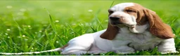 Basset Hound dogs for sale: Basset hound amazing couple  - Advert 24