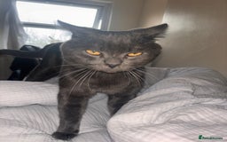 British Shorthair cats for sale: Male Blue grey bsh cat  - Image 7