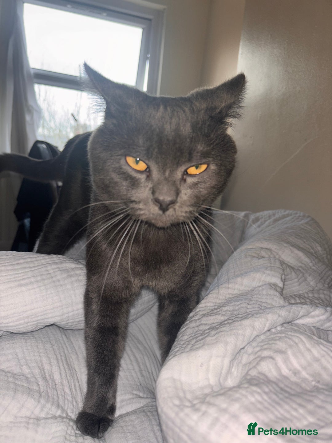 British Shorthair cats for sale: Male Blue grey bsh cat  - Image 7