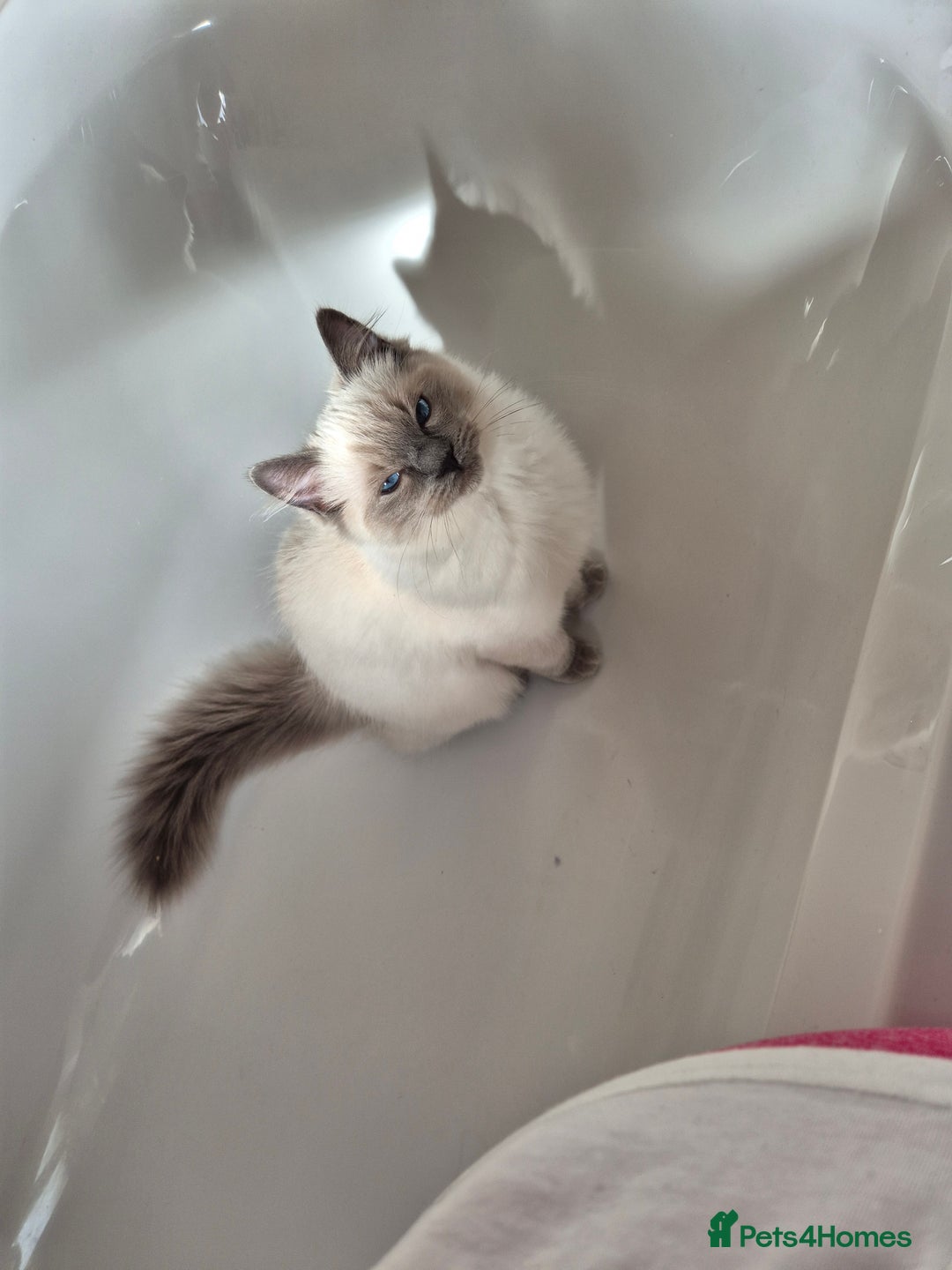 Ragdoll cats for sale:  🐾✨ Ragdoll Kittens! ✨🐾  - Image 12