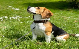 Beagle dogs for stud: Archie - Quality Proven KC Stud Dog in Plymouth - Image 1