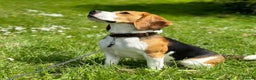 Beagle dogs for stud: Archie - Quality Proven KC Stud Dog in Plymouth - Advert 1