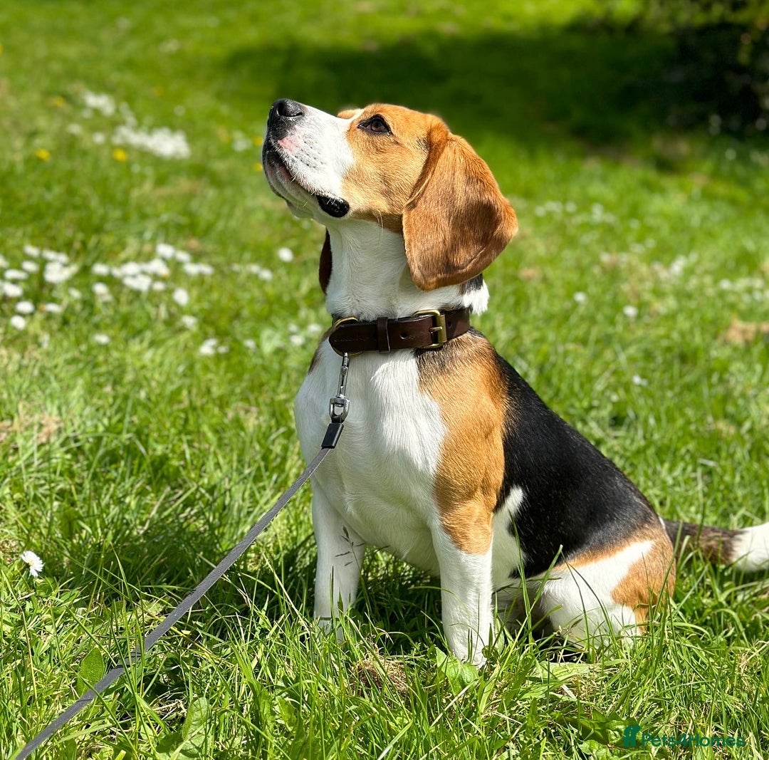 Beagle dogs for stud: Archie - Quality Proven KC Stud Dog in Plymouth - Image 1