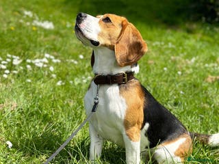 Beagle dogs Archie - Quality Proven KC Stud Dog in Plymouth - Advert 14
