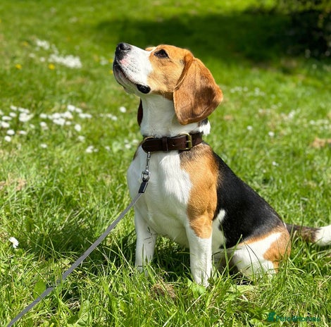Beagle dogs in Plymouth - Advert 1