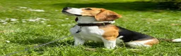 Beagle dogs for stud: Archie - Quality Proven KC Stud Dog in Plymouth - Advert 1