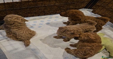 Maltipoo dogs - Advert 13