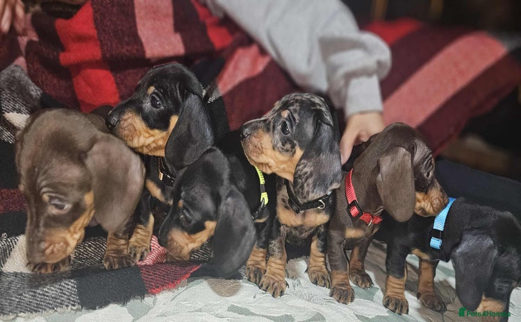 Miniature Dachshund dogs - Advert 4