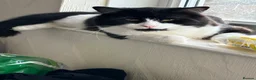 Mixed Breed cats for sale: x2 Adult Cats for Rehoming Male+Female (Together) - Advert 12