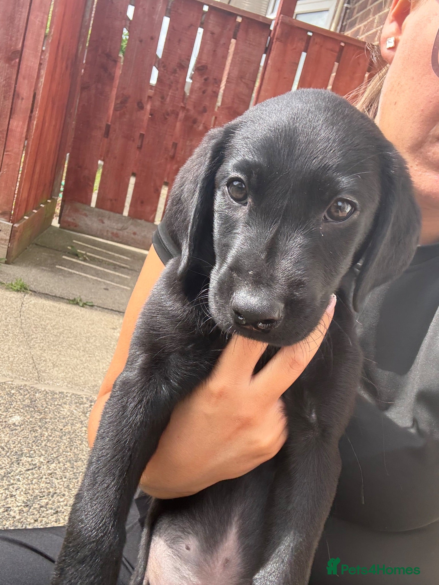 Labrador Retriever dogs 1 KC REG LAB BOY LEFT  - Advert 4