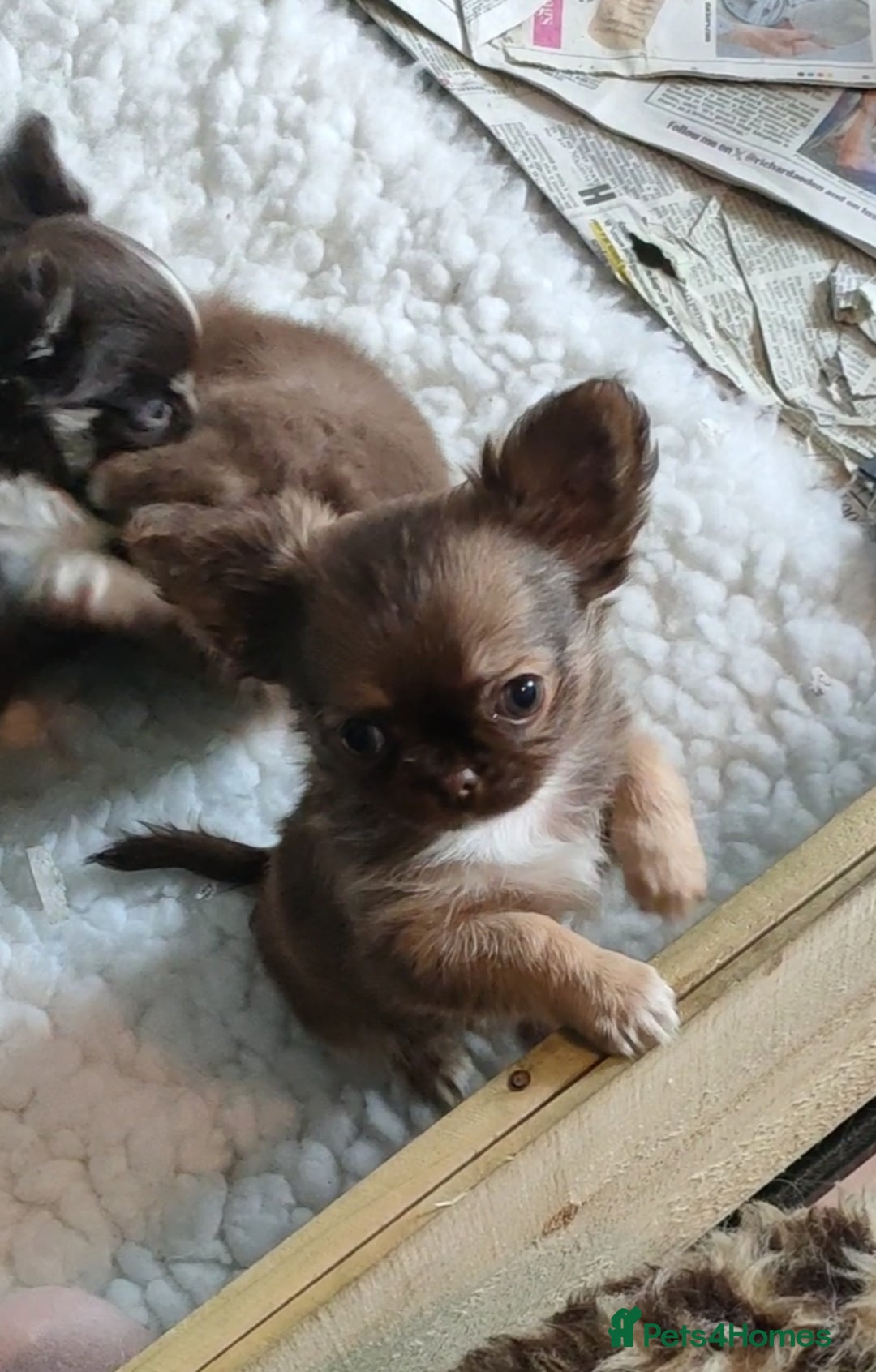 Chihuahua dogs for sale: Only one beautiful boy left,he's totally stunning  - Image 39