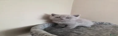 Scottish Fold Kitten 2