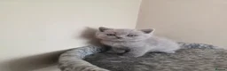 Scottish Fold cats for sale: 4 Scottish Fold kittens looking for new homes - Advert 2