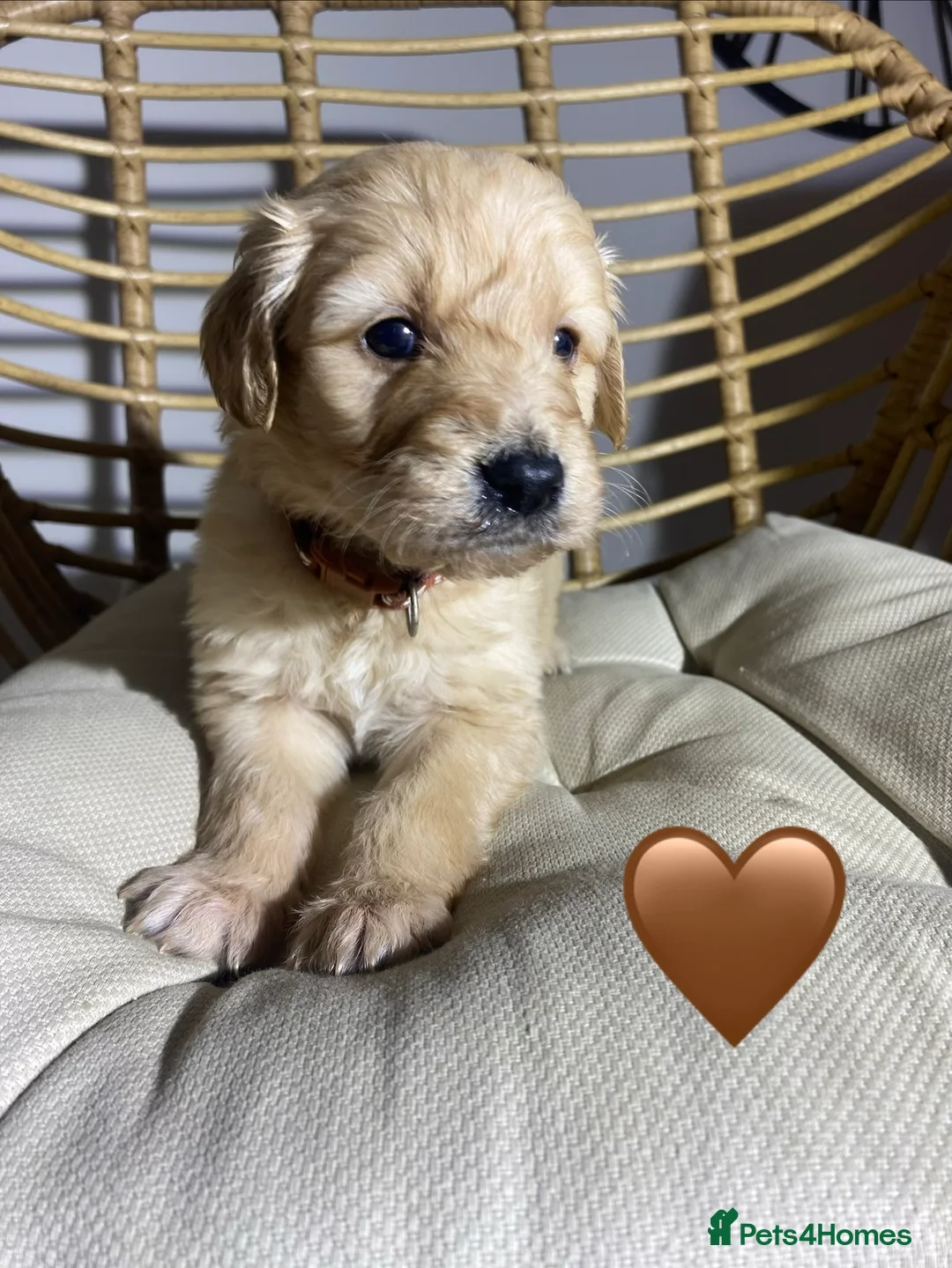 Goldendoodle dogs for sale: F1 Goldendoodles 🖤💛 - Advert 18