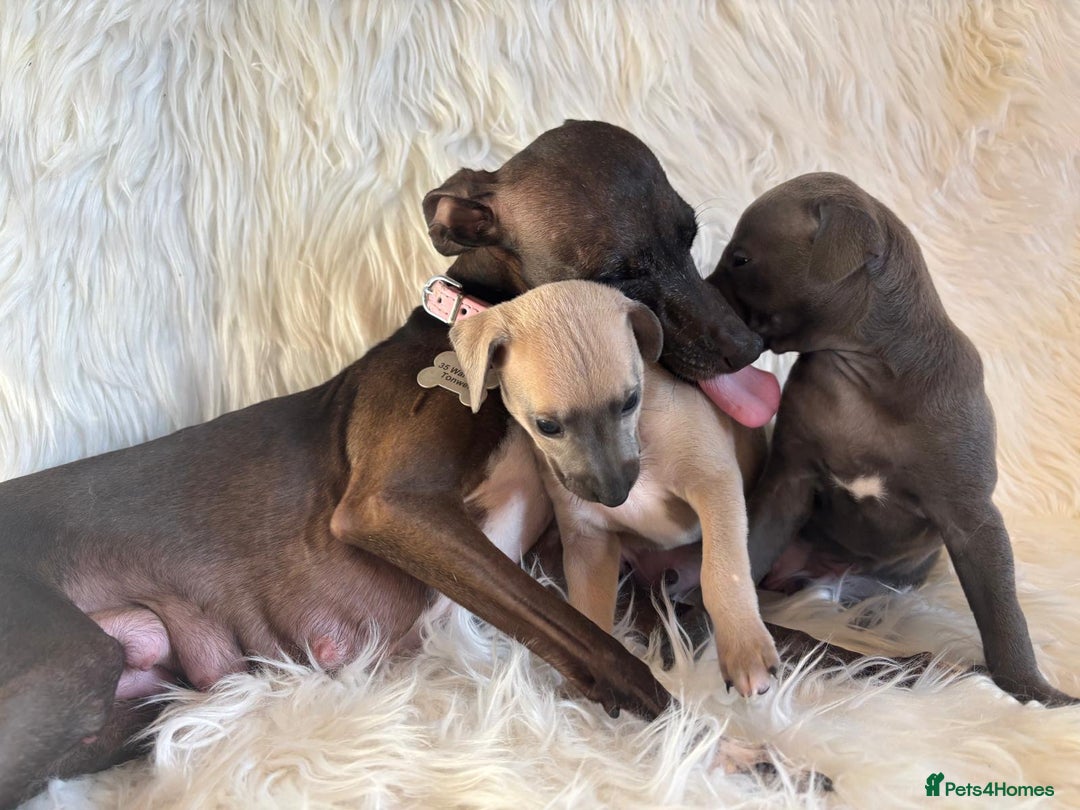 Italian Greyhound dogs for sale: 2 Italian Greyhound Boys  - Image 20
