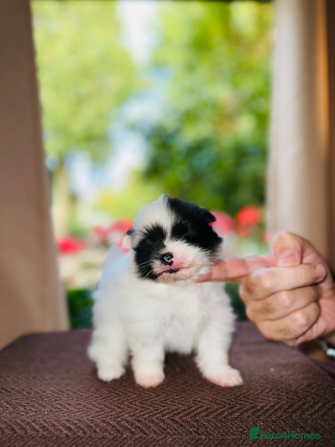 Pomeranian dogs for sale: Cute Pomeranian Puppies Looking for loving home - Image 15