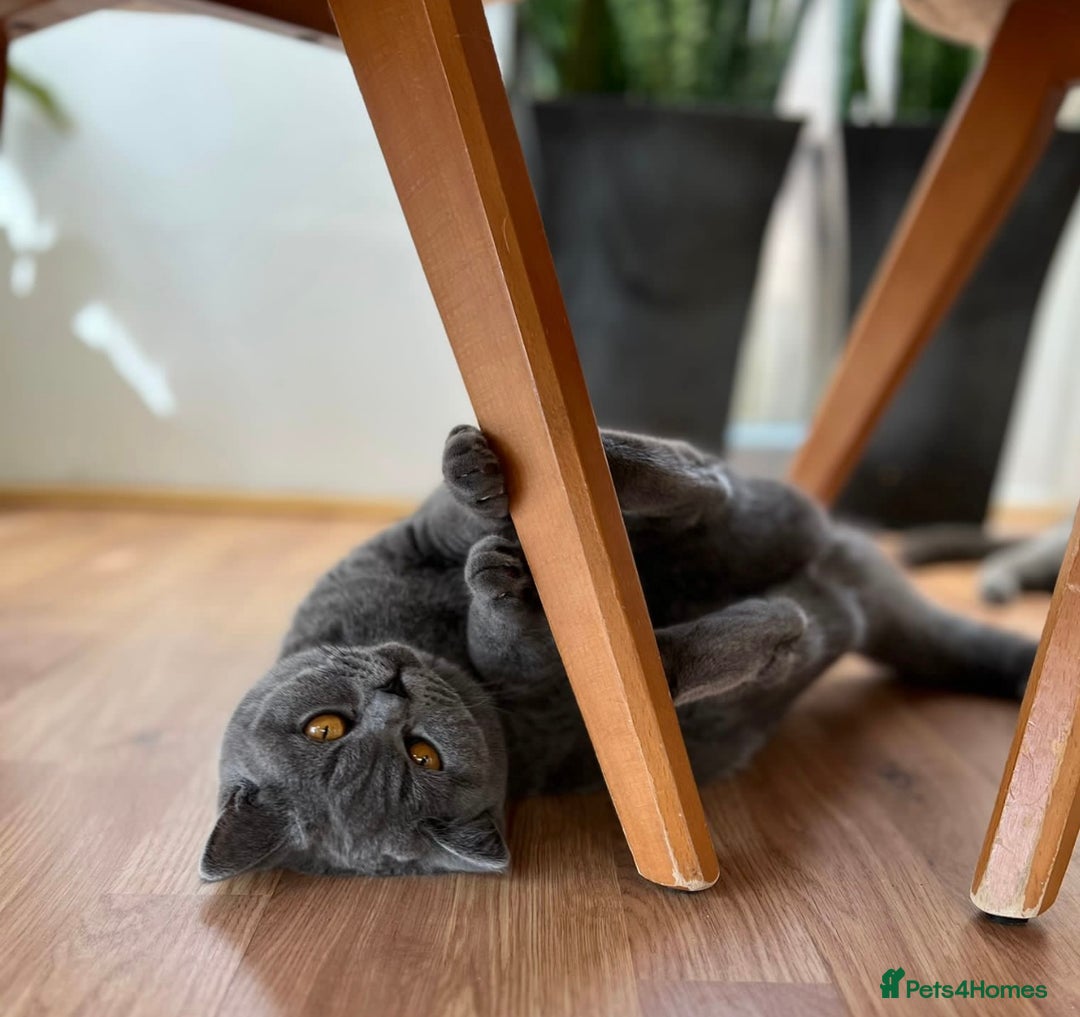 British Shorthair cats for sale: Lovely GCCF Active Queen – Ready for Her New Home - Advert 2