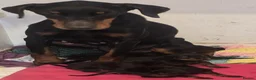 Dobermann dogs for sale: X4 Beautiful female pups available  - Advert 5