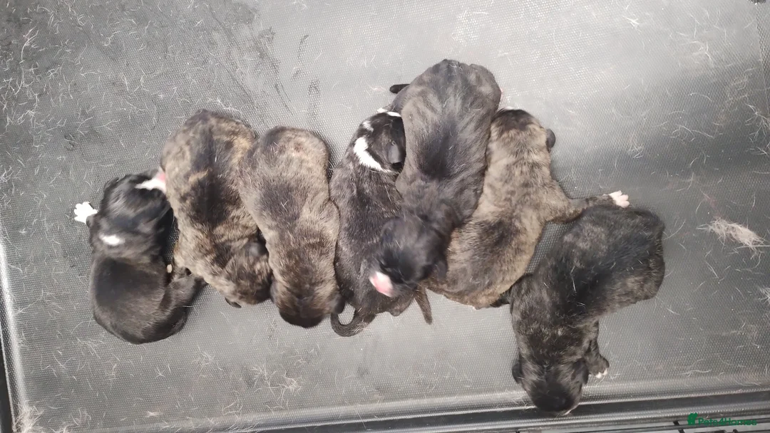 Mixed Breed dogs for sale: A lovely litter of mixed breed  - Advert 15