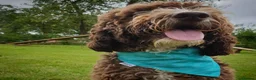 Cockapoo dogs for stud: F1 Cockapoo Stud PROVEN. DNA tested. Dougie in York - Advert 9