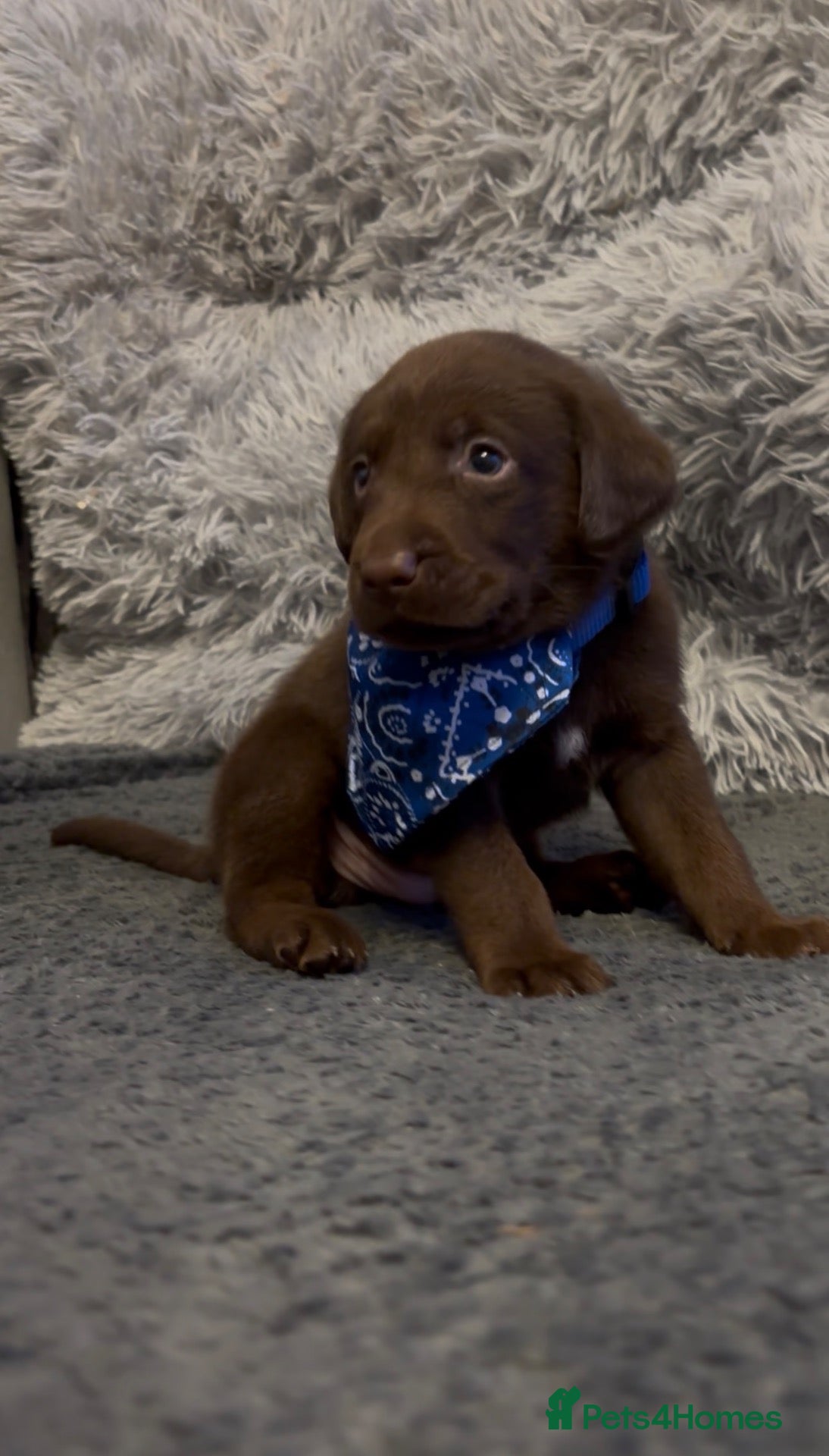 Labrador Retriever dogs Stunning Chunky chocolate and black Labrador pups - Advert 20