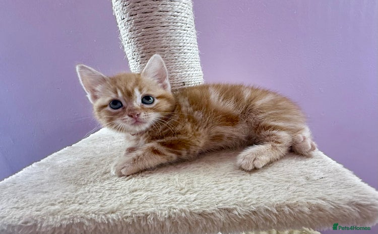 Mixed Breed cats - Advert 2