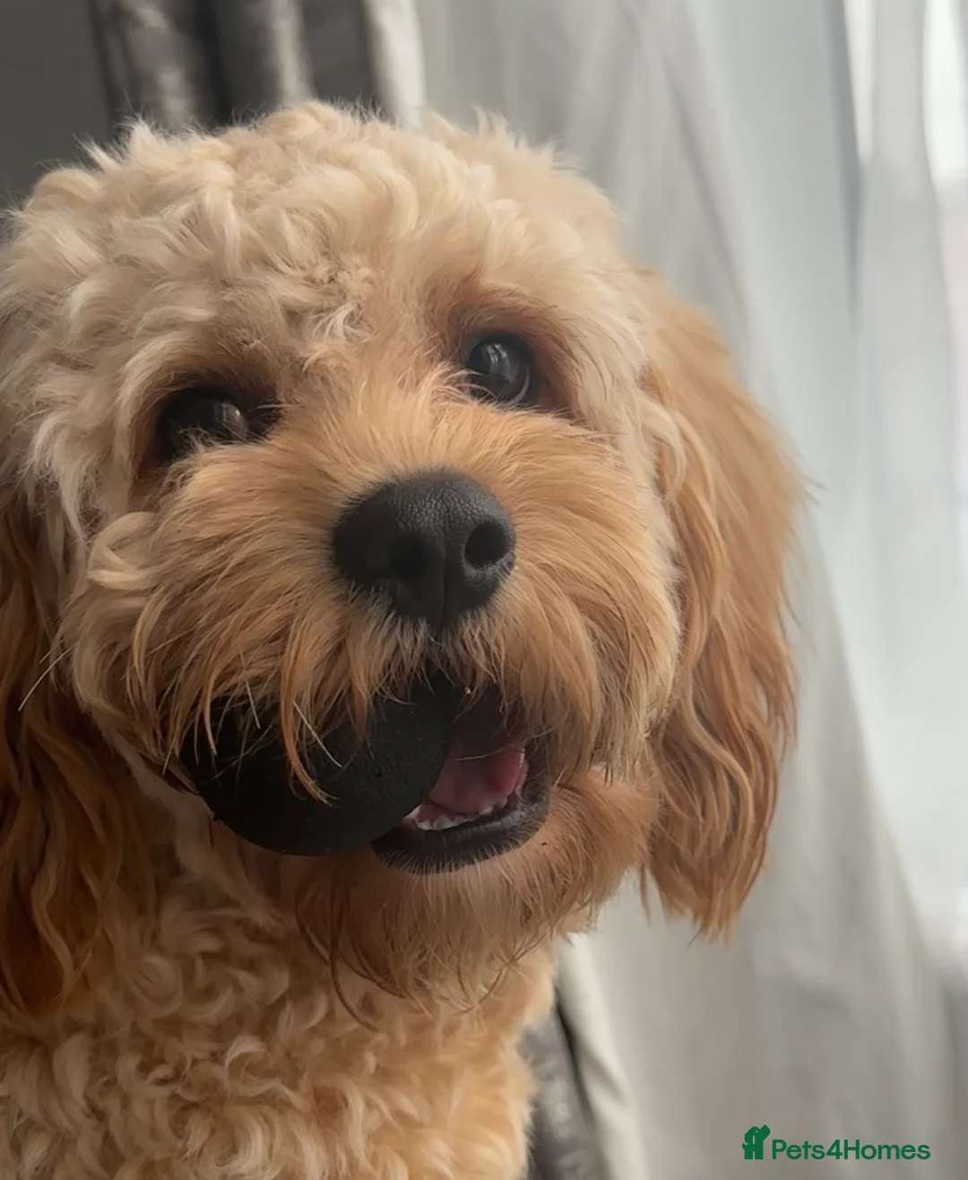 Cavapoo dogs for sale: Beautiful male cavapooo  - Advert 2