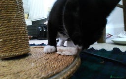Munchkin cats for sale: Beautiful markings lush coat tabby tuxedo  - Image 20