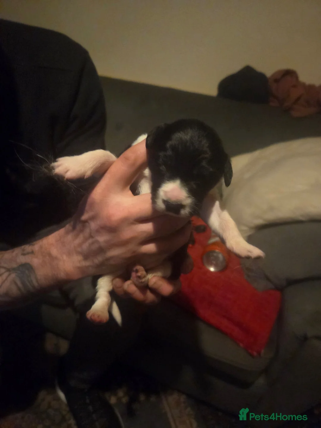 Border Collie dogs for sale: Border collie  in Craigavon - Advert 2