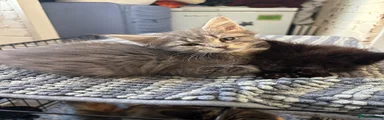 Grey poly female 