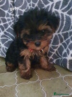 Yorkshire Terrier dogs Yorkshire terrier puppies - Advert 7