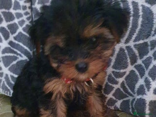 Yorkshire Terrier dogs Yorkshire terrier puppies - Advert 5