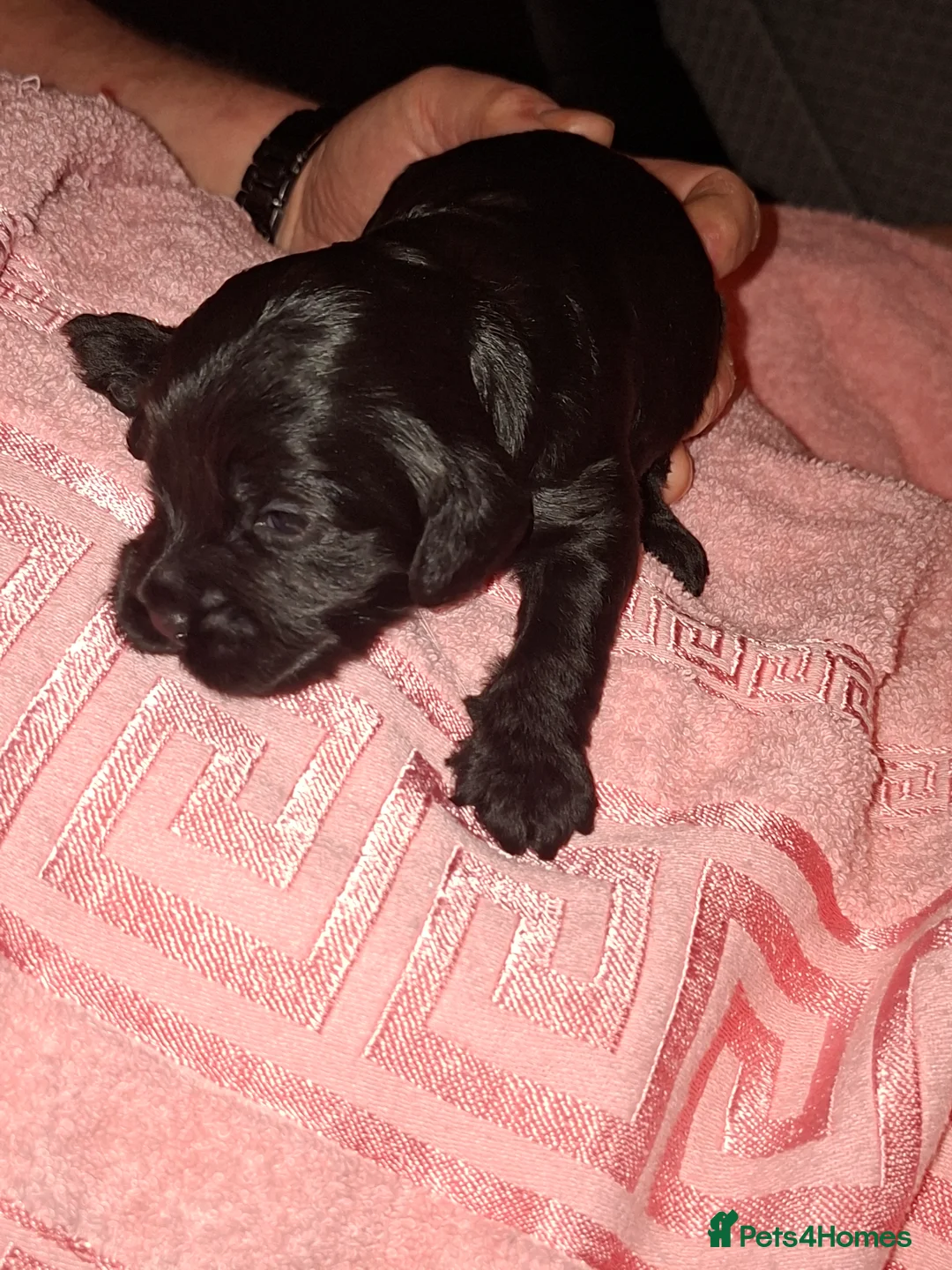 Cockapoo dogs for sale: Beautiful cockapoo puppies  - Advert 3