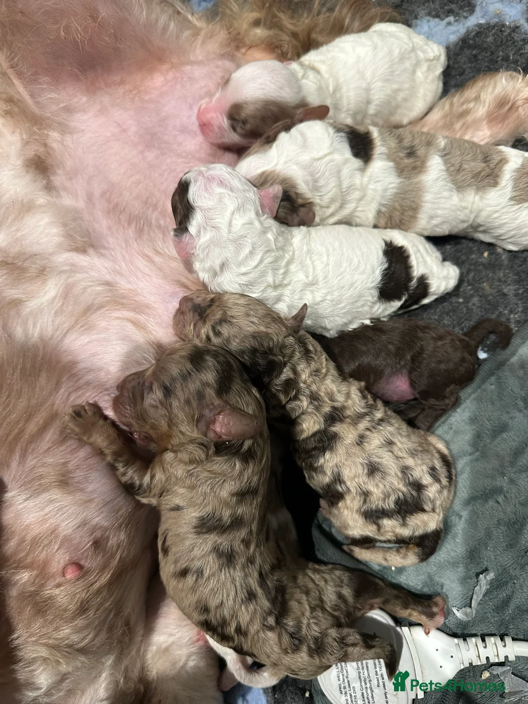 Cavapoo dogs for sale: Exceptional F2 Cavapoo Puppies - HomeRaised  - Advert 7