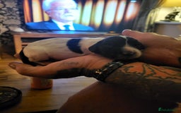 English Springer Spaniel dogs for sale: English springer spaniel pups  - Image 16