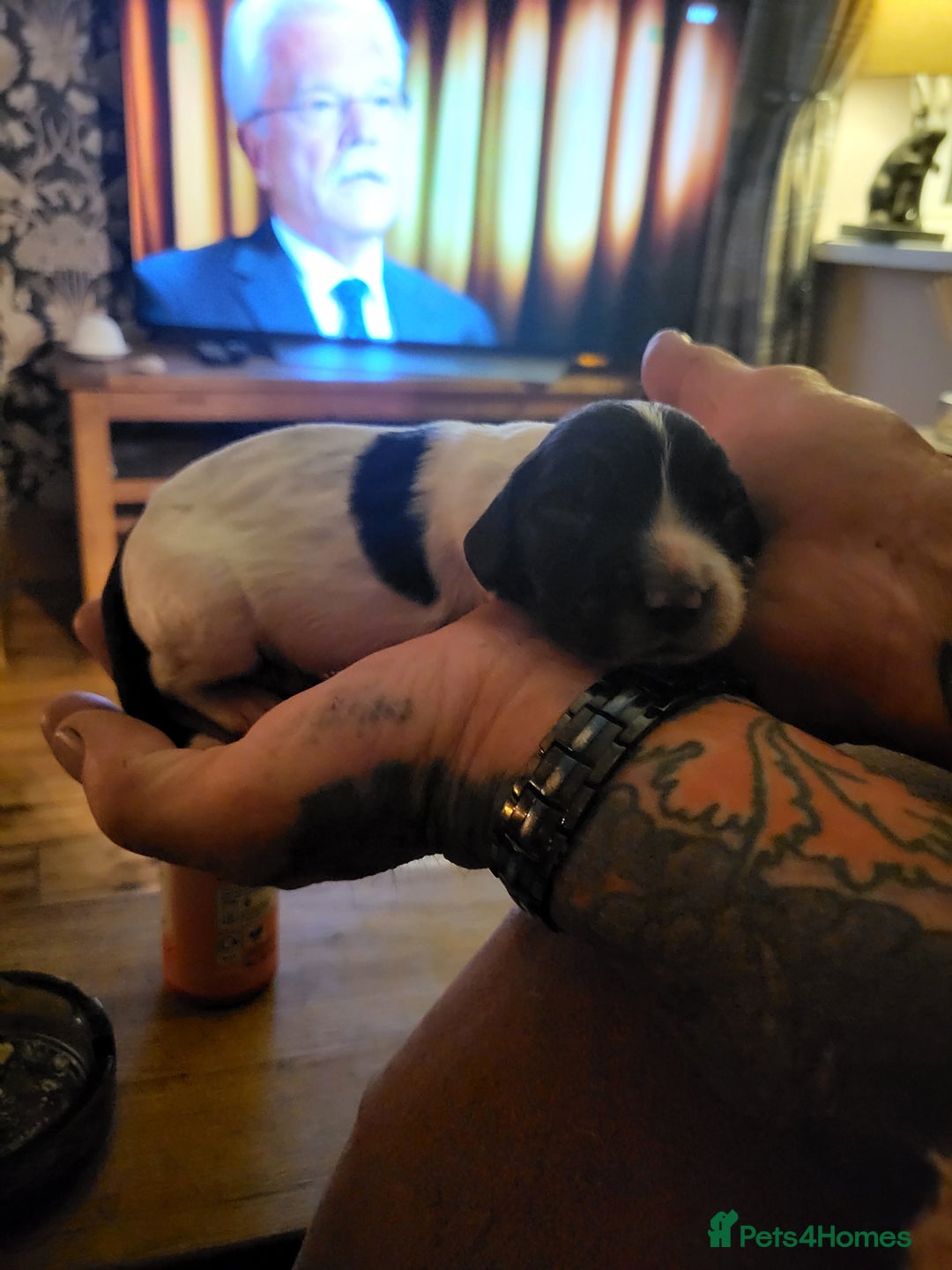 English Springer Spaniel dogs for sale: English springer spaniel pups  - Image 16