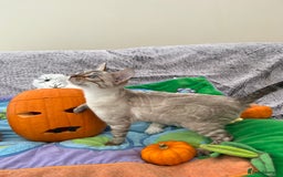 Bengal cats for sale: OUTSTANDING TICA reg BENGAL KITTENS - Image 25