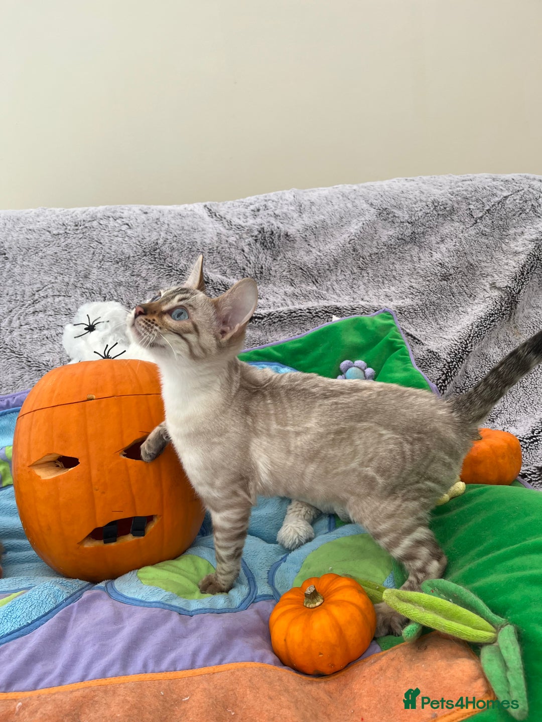 Bengal cats for sale: OUTSTANDING TICA reg BENGAL KITTENS - Image 25