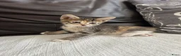 Mixed Breed cats for sale: Beautiful Kittens - Advert 26
