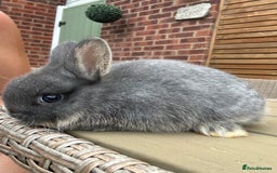 Netherland Dwarf rabbits for sale: 2 Netherland Dwarf Bucks ready to leave 11/08 - Image 4