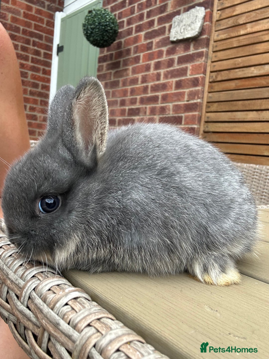 Netherland Dwarf rabbits for sale: 2 Netherland Dwarf Bucks ready to leave 11/08 - Image 4