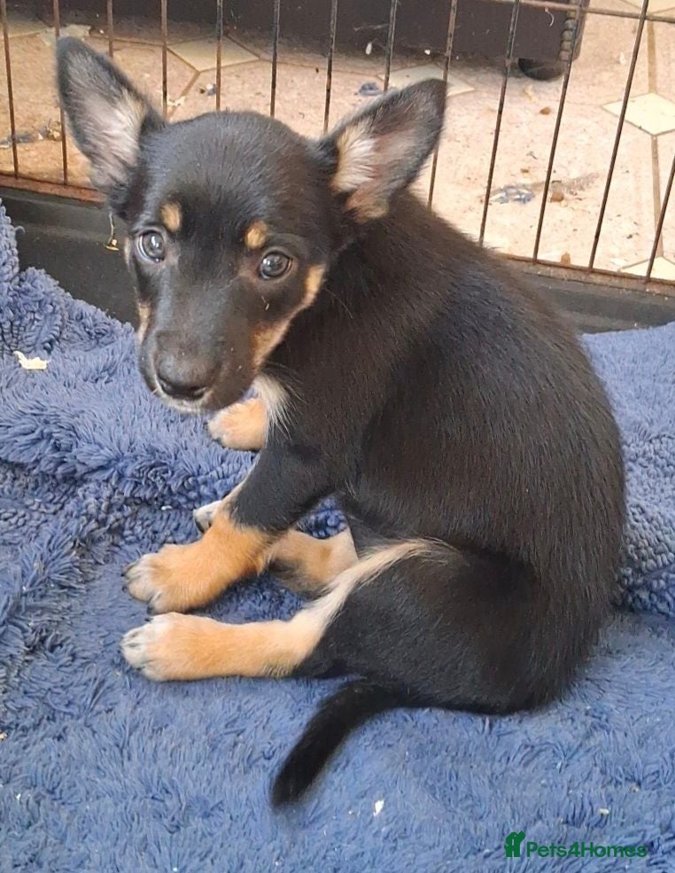 Mixed Breed dogs Kelpie cross collie puppies. 2 boys and 1 girl. - Advert 7
